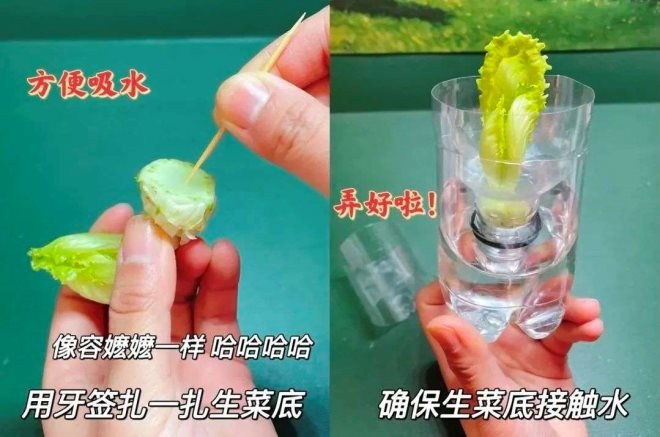 中山超市飾品中島柜定制：搶不到菜的年輕人，開始通過水培蔬菜“自救”